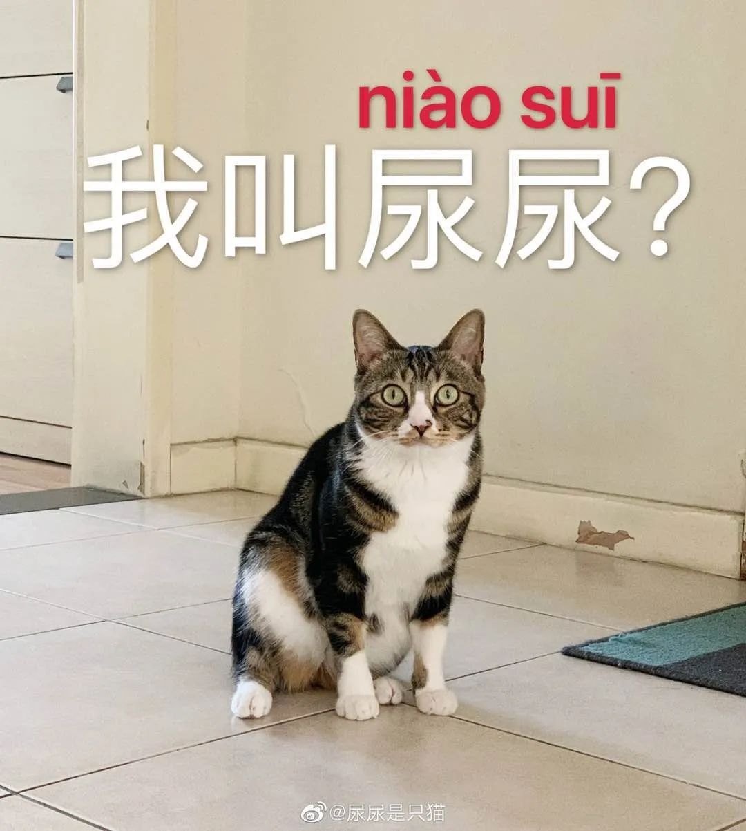 两年突破千万粉，网红猫“尿尿”的养成秘密终于挖出来了