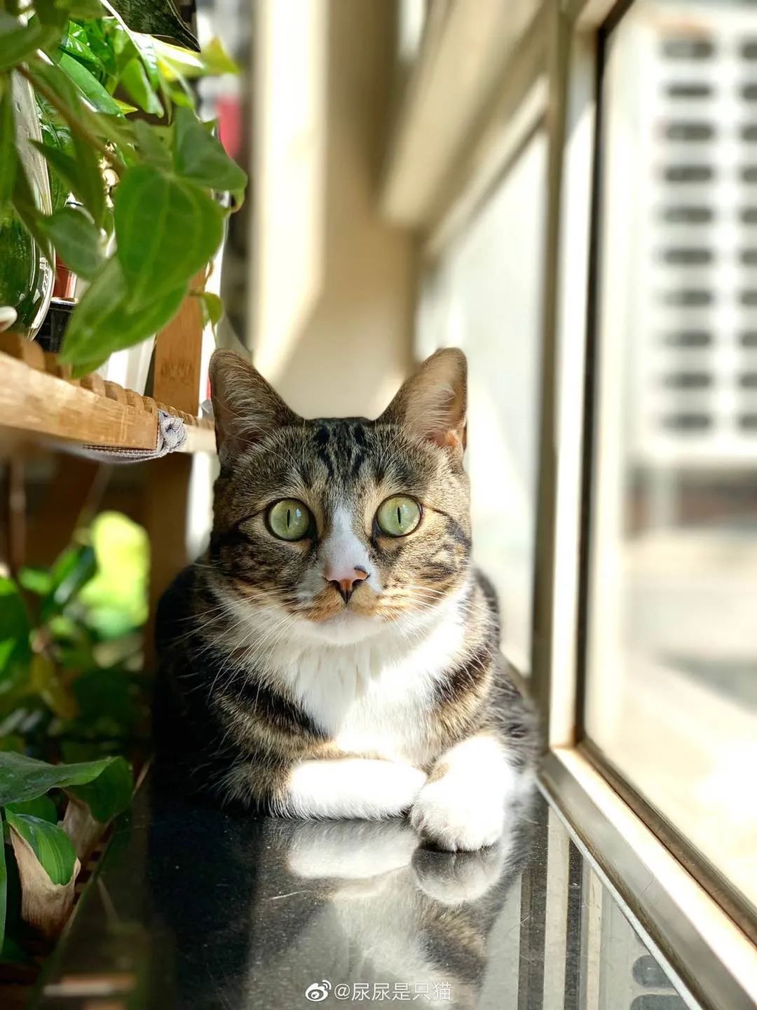 两年突破千万粉，网红猫“尿尿”的养成秘密终于挖出来了