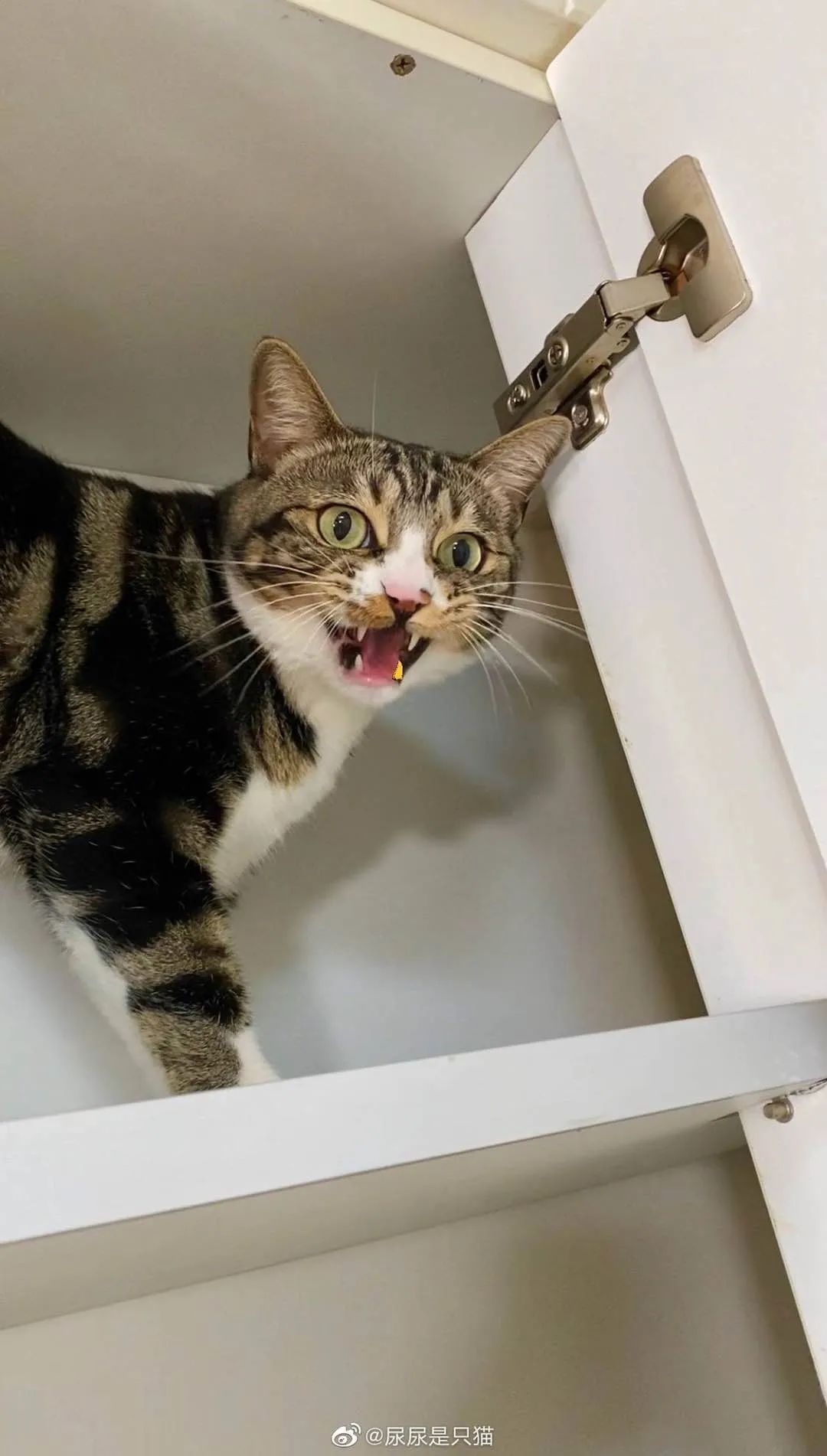 两年突破千万粉，网红猫“尿尿”的养成秘密终于挖出来了