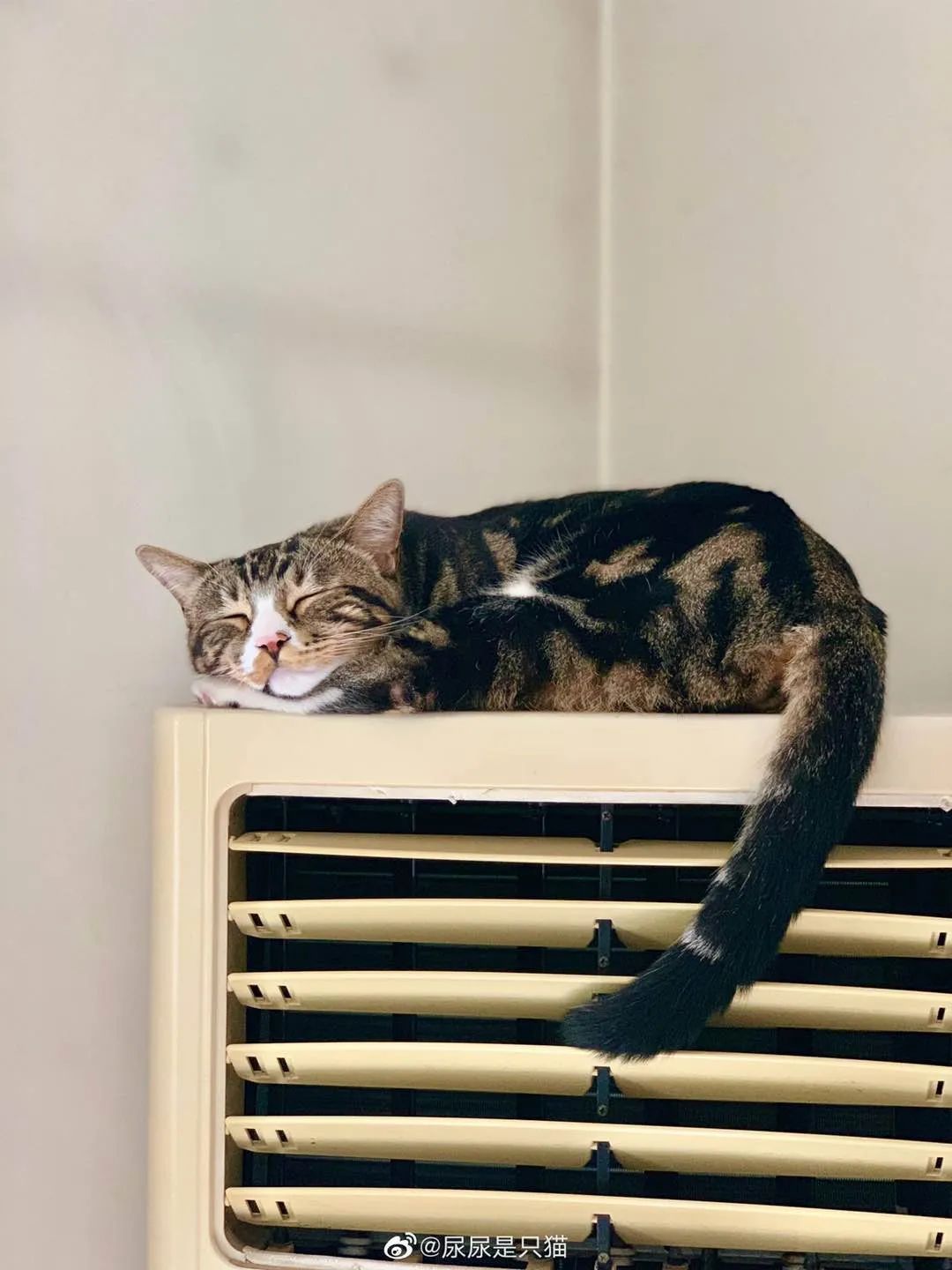 两年突破千万粉，网红猫“尿尿”的养成秘密终于挖出来了
