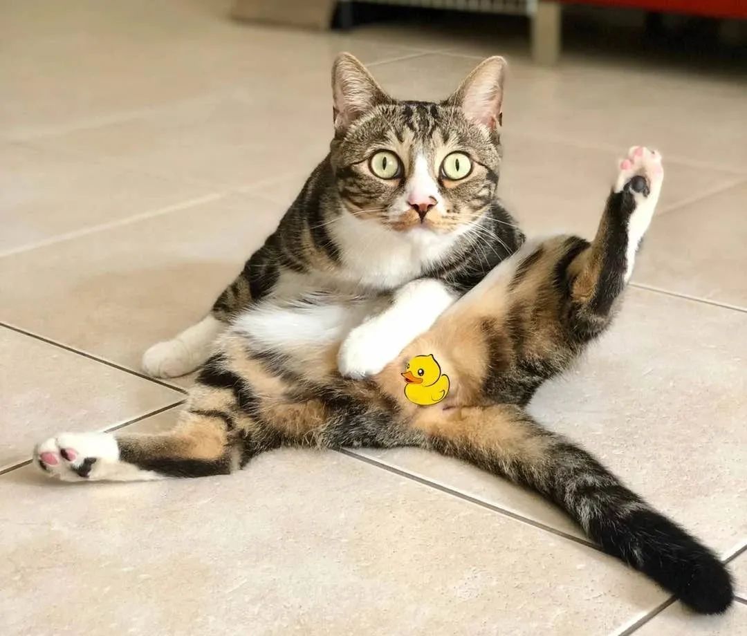 两年突破千万粉，网红猫“尿尿”的养成秘密终于挖出来了