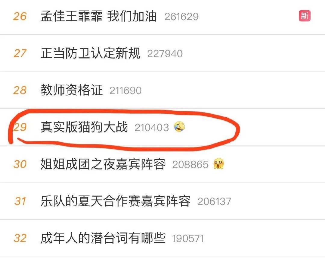 两年突破千万粉，网红猫“尿尿”的养成秘密终于挖出来了
