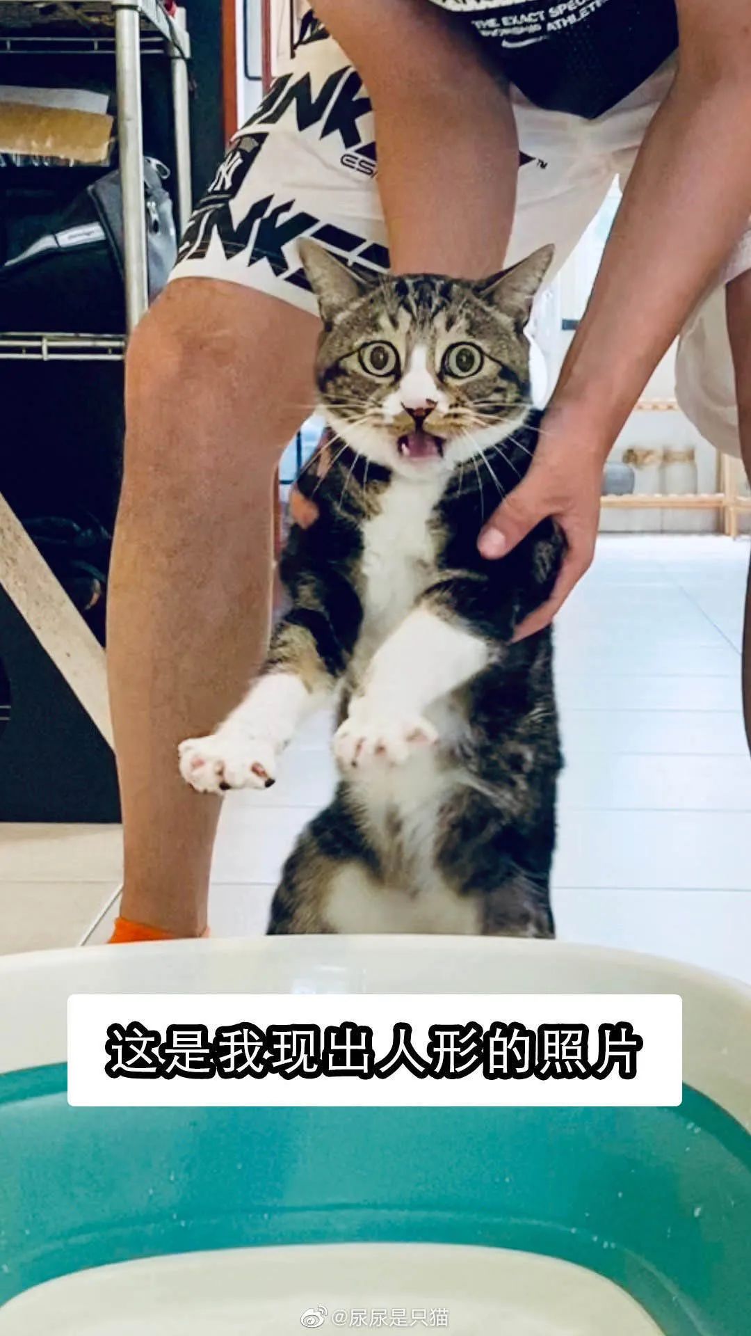 两年突破千万粉，网红猫“尿尿”的养成秘密终于挖出来了